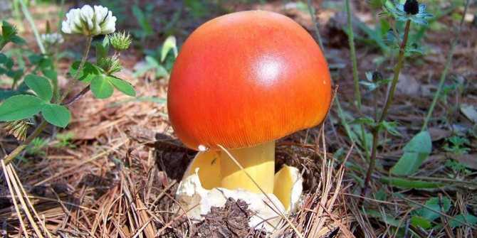 Мухомор королевский – гриб тысячелетия