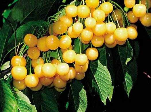 Черешня наполеон – многоликий южный сорт с вкусными плодами
