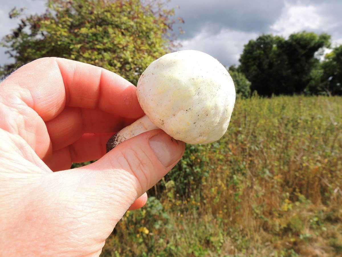 Как отличить настоящий гриб шампиньон от ложного