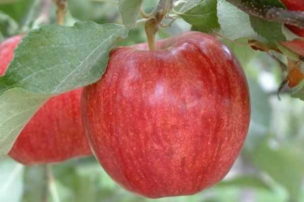 Описание и технология выращивания яблок сорта ред делишес