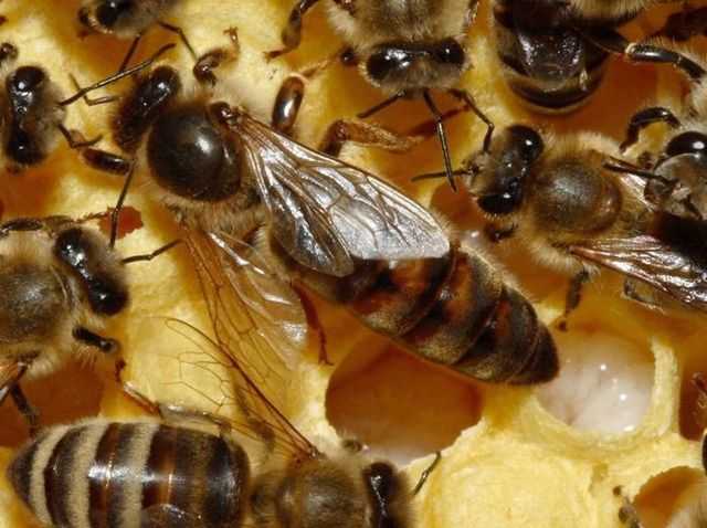 Как приготовить для пчел инвертированный сироп, приготовление сахарного сиропа
