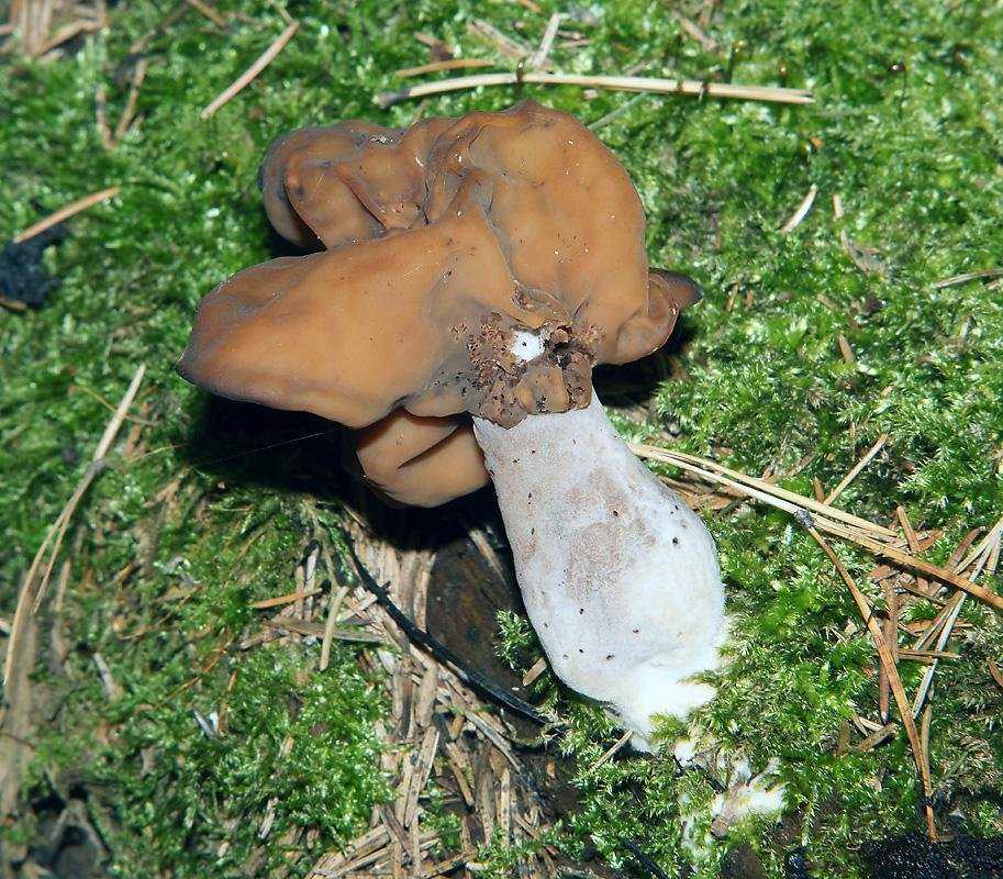 Как выглядят и где растут грибы строчки