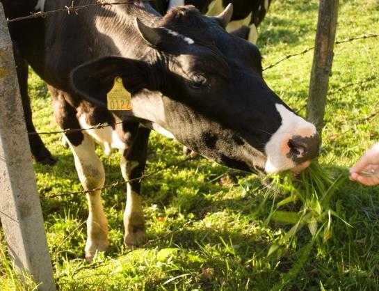 Почему у коровы горчит молоко?