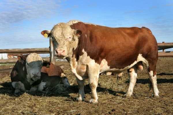 Герефордская порода коров: особенности содержания, питания и разведения. мясная герефордская порода коров: характеристика | milklife