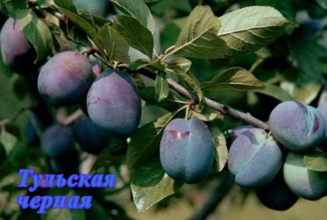 Сорта яблонь для ленинградской области: лучшие ранние сладкие сорта и отзывы о них
