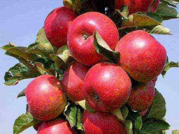Лучшие сорта яблони для средней полосы россии с описанием, характеристикой и отзывами, а также особенности выращивания в данном регионе
