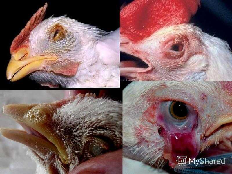 Ветеринария домашней птицы | ньюкаслская болезнь птиц – симптомы, лечение, профилактика