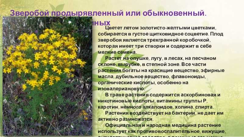 Сорные растения — википедия. что такое сорные растения