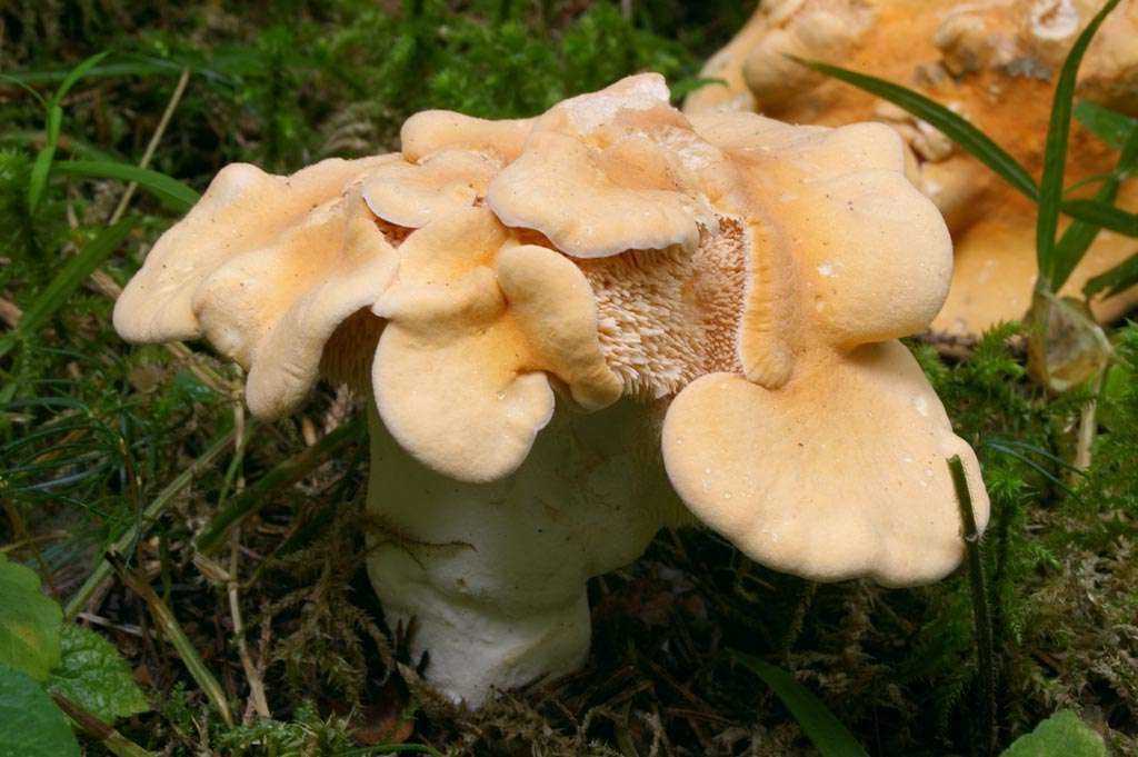 Ежовик гребенчатый – гриб, незаменимый для здоровья