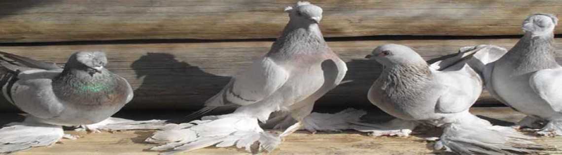 Особенности узбекских голубей — 4 лапки