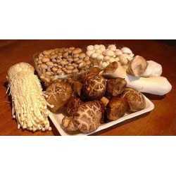 Белый гриб: полезные свойства, калорийность, химический состав и пищевая ценность