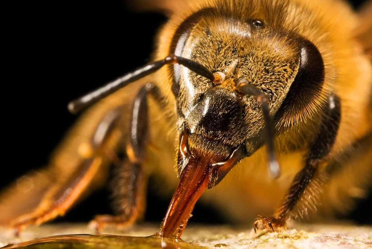 Медоносные пчелы: внешний вид, строение, стадии развития, содержание и уход, распространенные породы