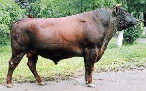 Красная горбатовская порода коров. описание, отзывы, продуктивность красногорбатовской коровы