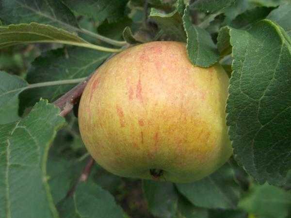 Популярные зимние сорта яблонь