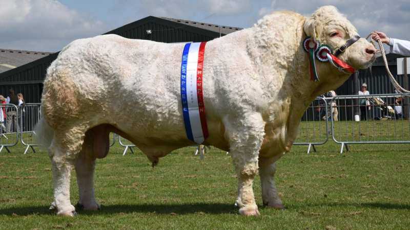 Порода коров Шароле: характеристика, фото, отзывы. Продуктивные характеристики породы.