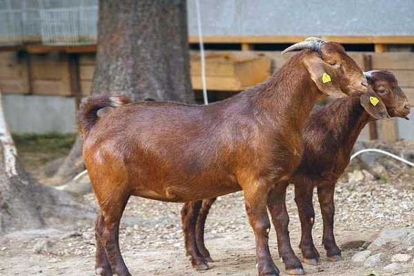 Породы коз с фото и описанием