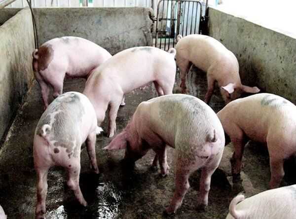Опорос свиней в домашних условиях и период беременности: уход и содержание поросят