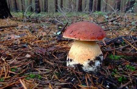 Гриб боровик (белый гриб): особенности и способы выращивания