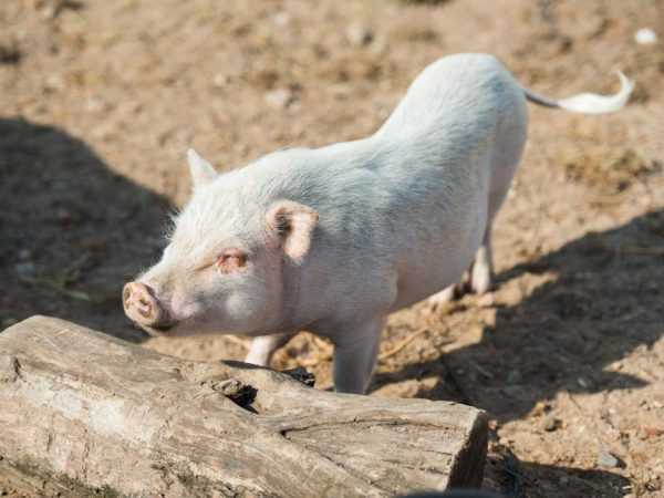 Рожа у свиней лечение