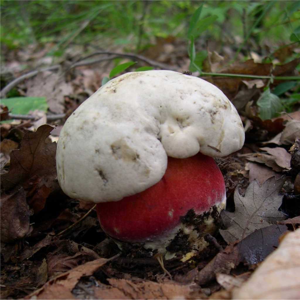 Боровик пороспоровый – растрескивающийся гриб