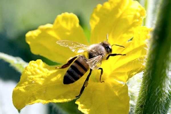 Как пчелы собирают пыльцу с растений: зачем и почему