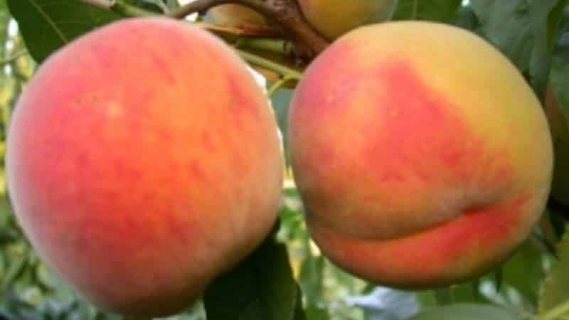Персик в средней полосе россии: лучшие сорта, посадка, выращивание и уход