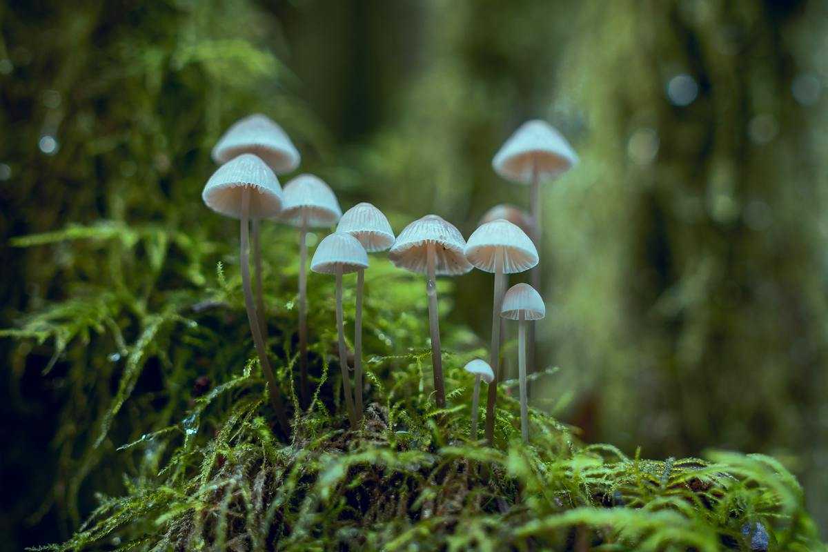 Псилоцибе кубенсис (псилоцибе кубинская, сан-исидро, psilocybe cubensis): как выглядят грибы, где и как растут, съедобны или нет