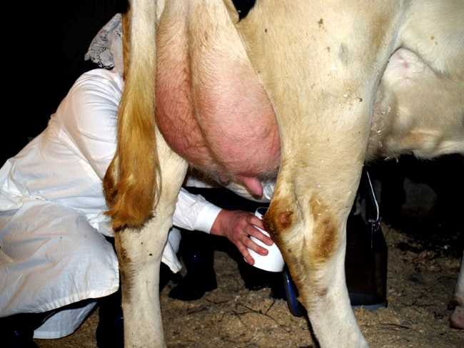У коровы горчит молоко, причины. Стельность и отел. Инфекционные заболевания, травмы. Неправильное содержание и кормление.