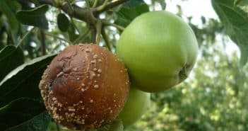 Эксперт рассказал, что нужно обязательно делать, если яблоки и груши гниют прямо на деревьях