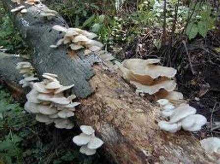 Как вырастить грибы на садовом и дачном участке (+18 фото)