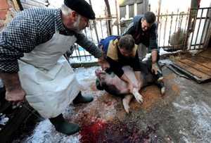 Убой животных и первичная переработка мясного сырья