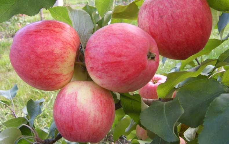 Описание и характеристики сорта яблони дарунок, как собирать и хранить урожай - всё про сады