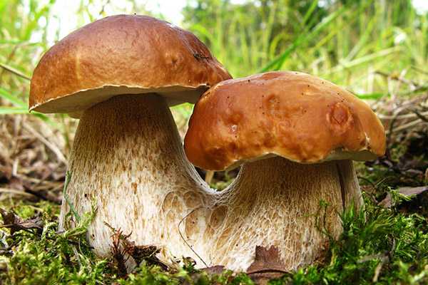 Полубелый гриб: годится для пищевого употребления или нет, как узнать в лесу и где найти, как можно приготовить плодовые тела и в какое время отправляться на сбор.