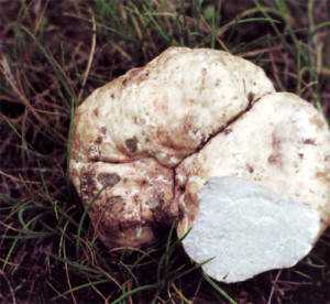 Белый трюфель — как выглядит, описание и фото в разрезе, похожие грибы, как его найти