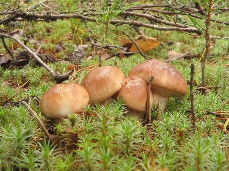 Через сколько дней появляются грибы после дождя и как быстро они растут | о фазенде. загородная жизнь | яндекс дзен