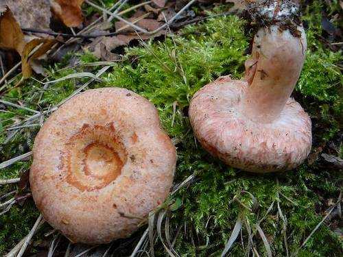 Как узнать съедобный пластинчатый гриб груздь дубовый. Где и в какой сезон растет вид. Тонкости приготовления к засолке груздей дубовых.
