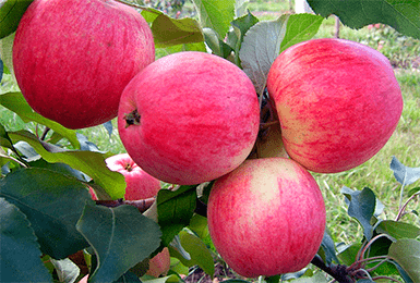 Сорт яблони мантет: описание, фото