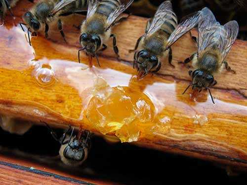 Карпатская порода пчел: особенности содержания