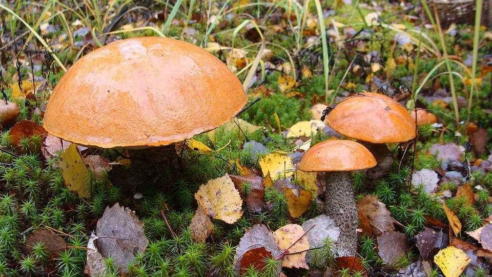 Подосиновик: особенности гриба
