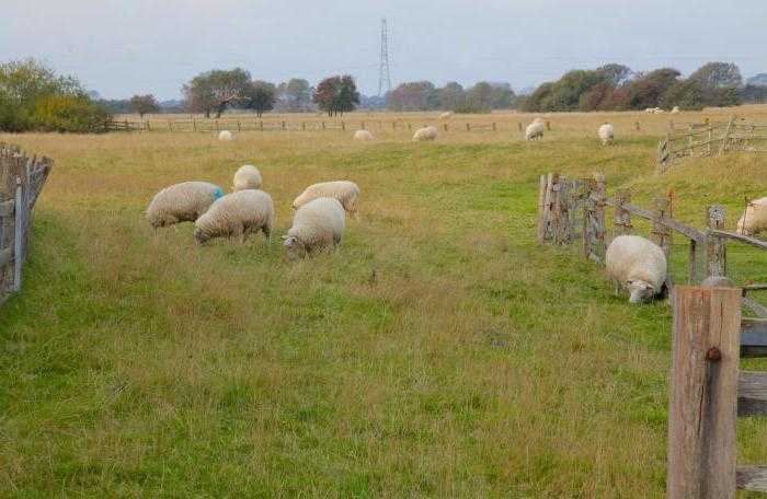 Куйбышевская порода овец: описание, характеристики, отзывы