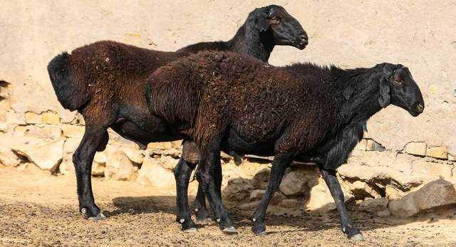 Гиссарская порода овец — разъясняем во всех подробностях