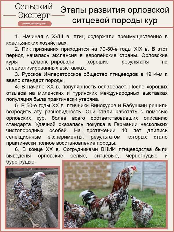 Юрловские куры описание с фото породы голосистых, отзывы
