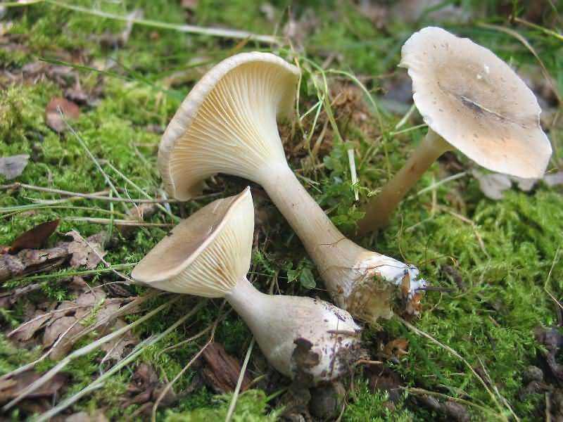 Как отличить съедобные грибы от несъедобных