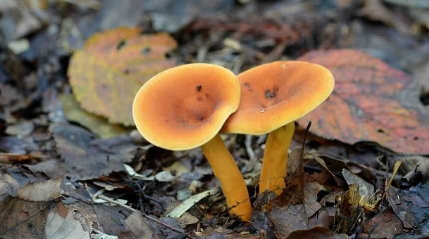 Шампиньоны – съедобные грибы: фото, описание видов