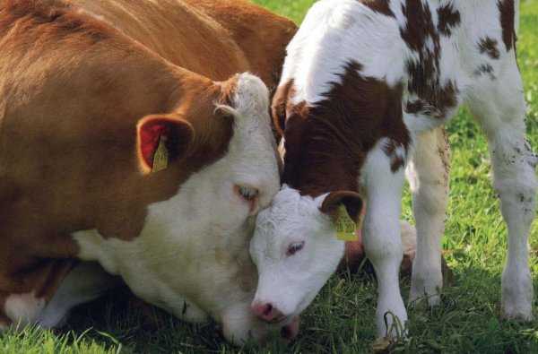 Ветеринария крс | кетоз крупного рогатого скота