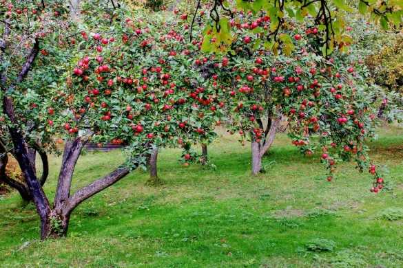 Когда сажать плодовые деревья: все о правилах и сроках