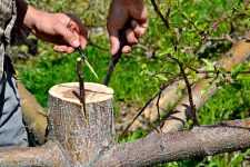 Как правильно привить грушу на яблоню весной, инструкции и видео