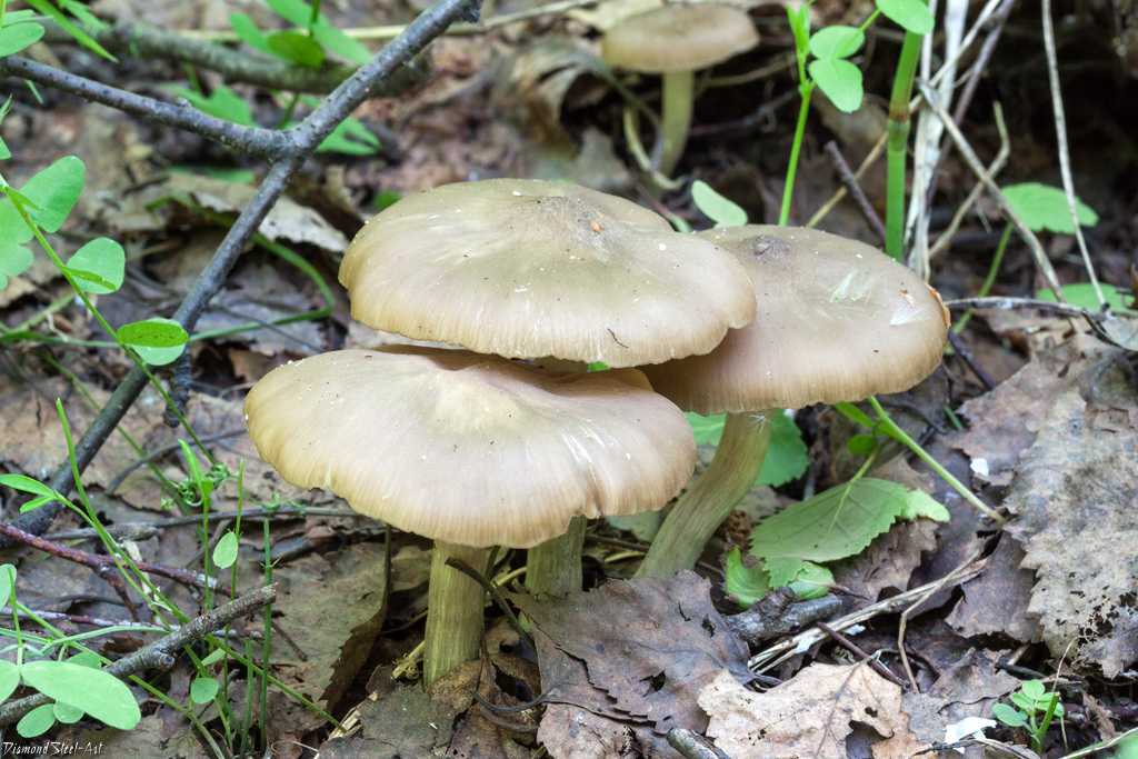 Энтолома светло-коричневая (энтолома сепиум) - agroflora.ru