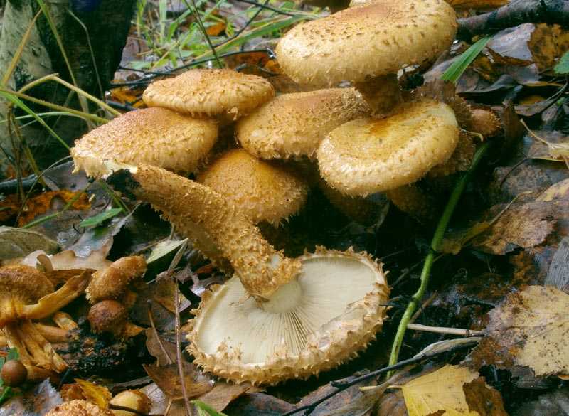 Чешуйчатка слизистая (pholiota lubrica s.l.) –  грибы сибири