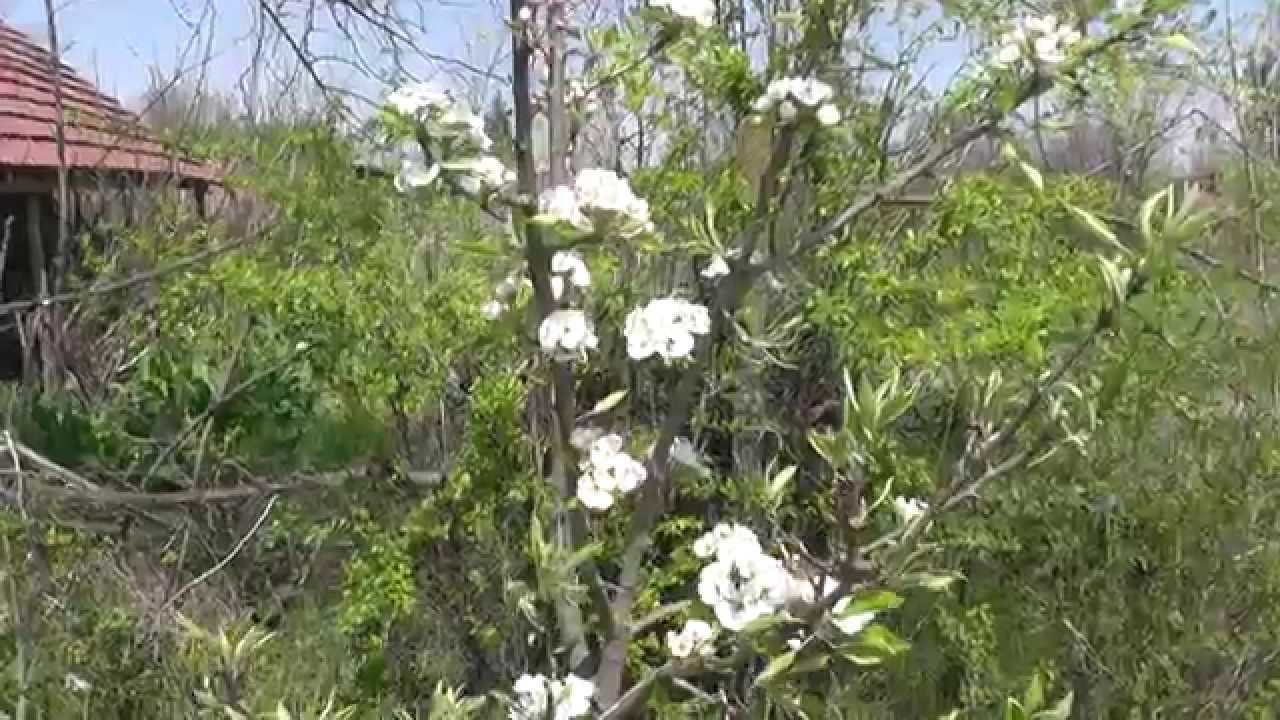 Выращивание абрикосов на урале в открытом грунте, описание зимостойких сортов и уход